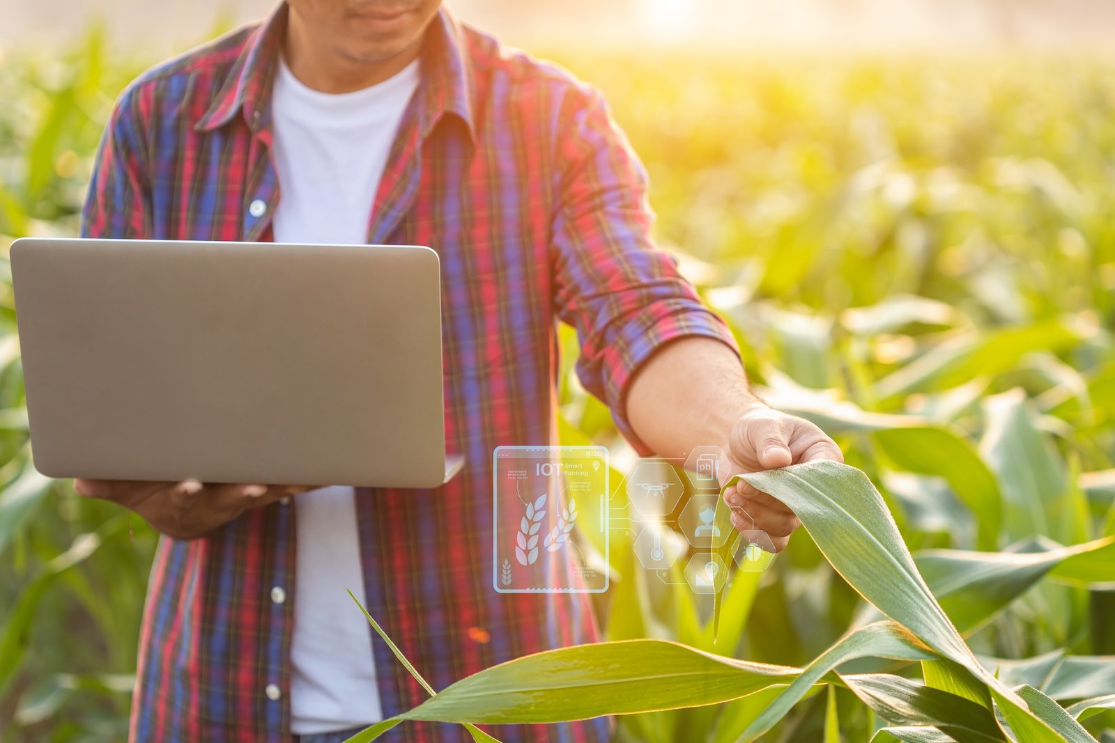 Lee más sobre el artículo SEGURO DE CULTIVOS: COMO PROTEGER TU INVERSIÓN ANTE EVENTOS CLIMÁTICOS